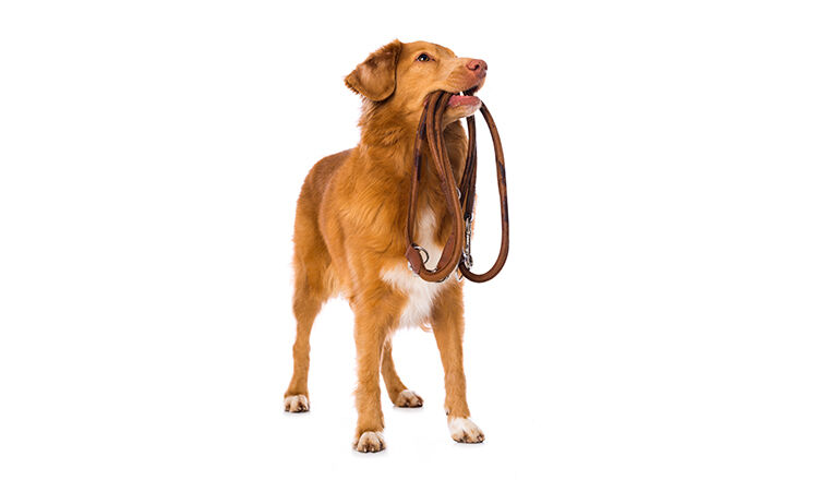 Dog with a leash on white background